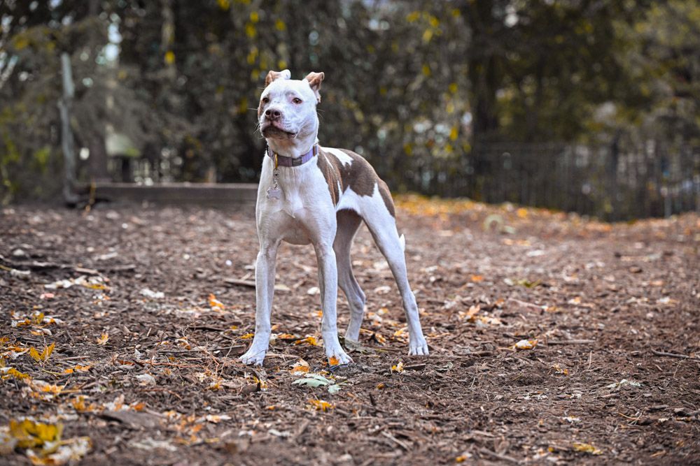 Orianna Hill Park in Northern Liberties